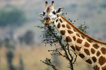 girafe (giraffa camelopardalis)
