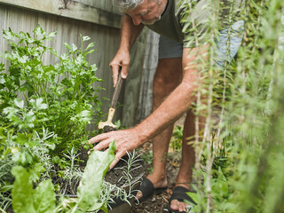 Fototapeta premium Senior man cuts rosemary in courtyard. Home gardening, herbs and plants in garden