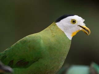 This photograph showcases a detailed macro portrait of a colorful male Black-naped Fruit-dove (Ptilinopus melanospila) bird.