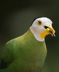 This image captures a beautiful male Black-naped Fruit-dove (Ptilinopus melanospila) bird in the middle of a meal with food in it's mouth.