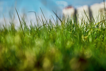 Lush green grass, next to the city road.Ecology of life in the city. Eco-architecture. a blurry house in the background