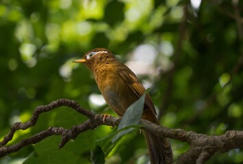 This image features a beautiful Chinese Hwamei (Leucodioptron canorum) high up in the treetops.