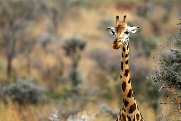 girafe (giraffa camelopardalis)
