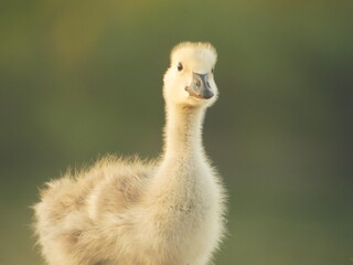 baby country goose