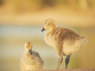 baby duck