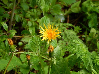 yellow flower of a dandelion