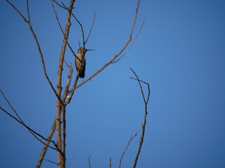 bird on a branch