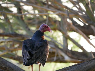 country vulture in a tree