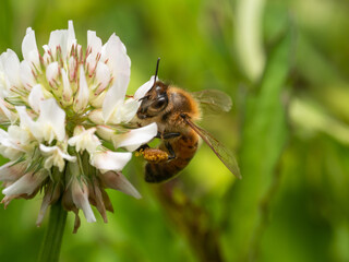 シロツメクサの蜜を集めるミツバチ
