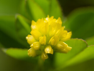 コメツブツメクサのマクロ写真