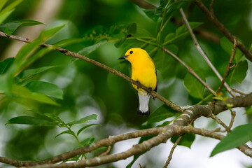 Prothonotary Warbler Perched In Tree-1140