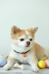 Brown chihuahua dog laying on the floor.