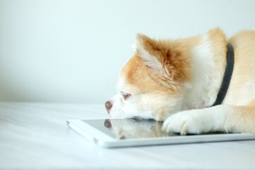 Brown chihuahua dog laying on the floor.