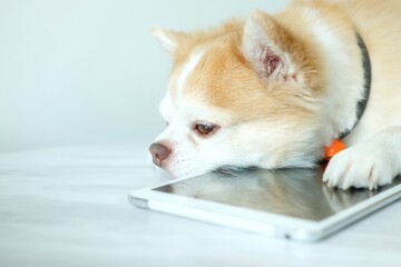 Brown chihuahua dog laying on the floor.