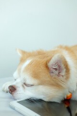 Brown chihuahua dog sleeping on the floor.