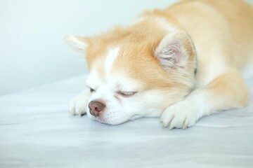 Brown chihuahua dog sleeping on the floor.
