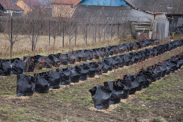 Romania, Milaş, Bistriţa-Tree nursery in black bags - Bio-Degradable black nursery bags for Indoor Farming ...