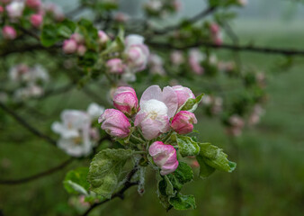 Fruit trees have bloomed. Beautiful flowers bloom.