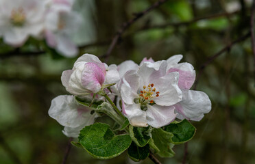 Blooming fruit tree.