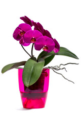Naklejka na ściany i meble Scrub purple phalaenopsis orchid in in a colored pot on a white background