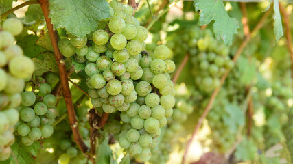 Vine and bunch of white grapes in garden