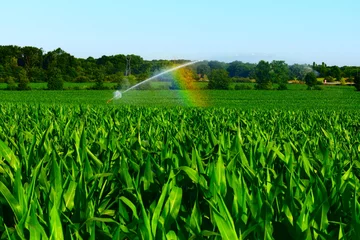 Fotobehang Arc en ciel sur un champ de maïs erigué © Loïc-Photo