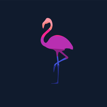 flamingo on a black
