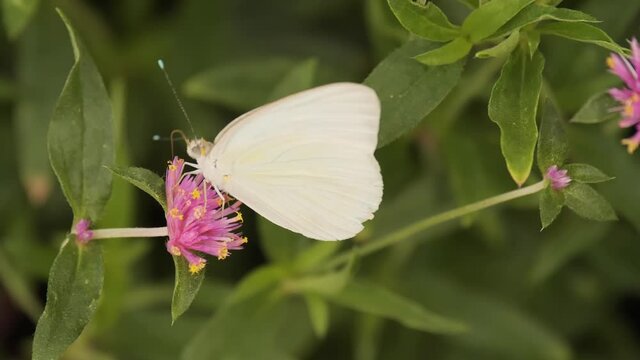 Macro Footage of a Butterfly Feeding on a Flower in 4K
