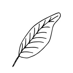 Simple hand-drawn vector drawing in black outline. Tropical plant leaf isolated on white background. Nature and vegetation, summer decor.