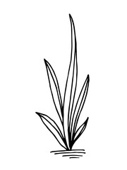 Simple hand-drawn vector drawing in black outline. Tropical plant with long leaves isolated on white background. Indoor flowers, home decor. Nature, flora and vegetation.