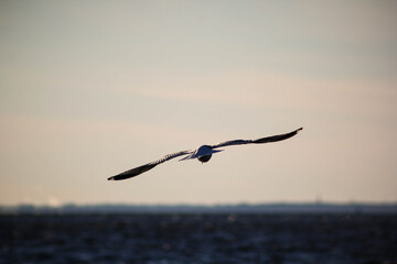 seagull in flight