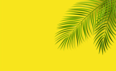 Fototapeta premium Green leaf of palm tree on yellow background