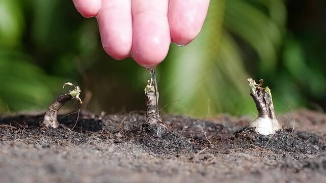 Hand watering plant seedlings outdoors