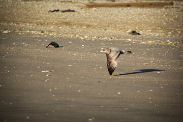 seagulls on the beach