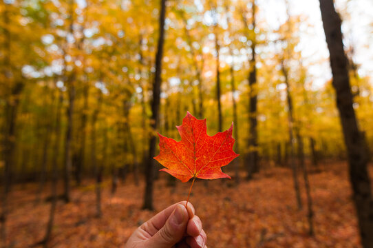 A bright red maple leaf held up by a hand against the fall colors of the forest.
