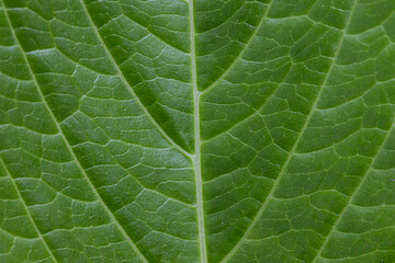 Macro of Leaf