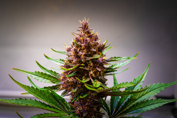 Amazing Detail Marijuana Bud Growing on Indoor - Cannabis Plant Close Up Blurry grey Background