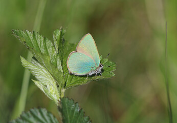 Grüner Zipfelfalter - Green hairstreak