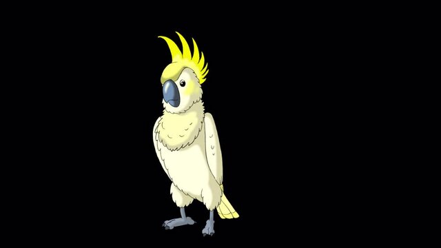 Yellow cockatoo Parrot