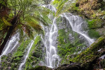 Waterfall surrounded by New Zealand native bush