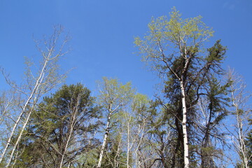 Forest Above, U of A Botanic Gardens, Devon, Alberta