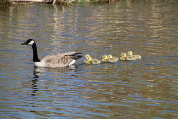 Family On The Water, Pylypow Wetlands, Edmonton, Alberta