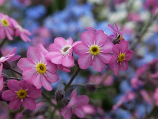 Fototapeta na wymiar pink forget-me-not flowers in the garden