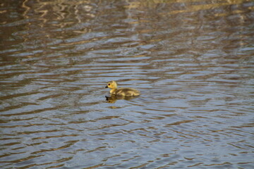 Gosling On The Water, Pylypow Wetlands, Edmonton, Alberta