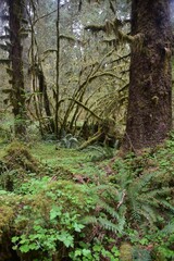 Travel Through a Fairy Tale - Hoh Rain Forest Trail in Olympic National Park