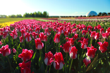 Beautiful view of field with blossoming tulips on sunny day