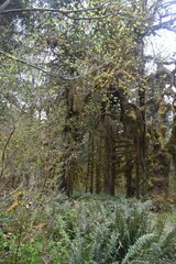 Fototapeta premium Travel Through a Fairy Tale - Hoh Rain Forest Trail in Olympic National Park