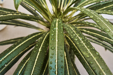 Hoja de palma con espinas con gotas de agua después de una lluvia