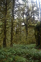 Travel Through a Fairy Tale - Hoh Rain Forest Trail in Olympic National Park