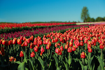 Beautiful view of field with blossoming tulips on sunny day